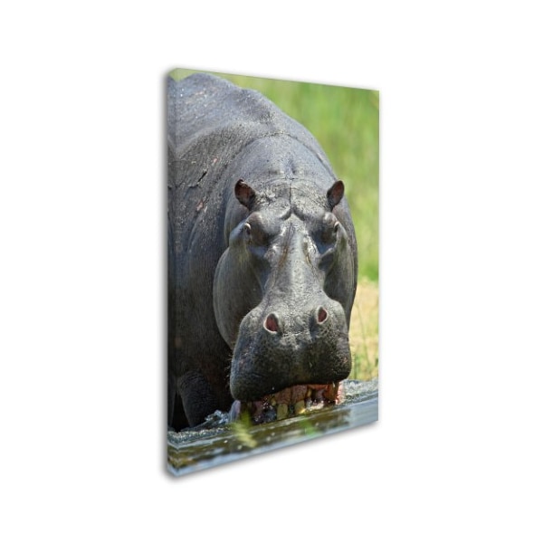 Robert Harding Picture Library 'Hippo' Canvas Art,12x19